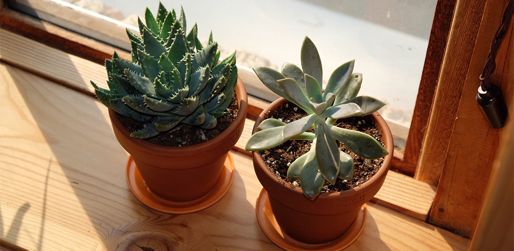 Two succulents on a window sill.