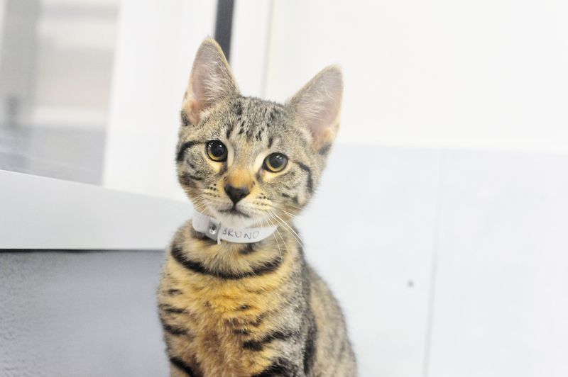 A young cat with a collar around his neck.